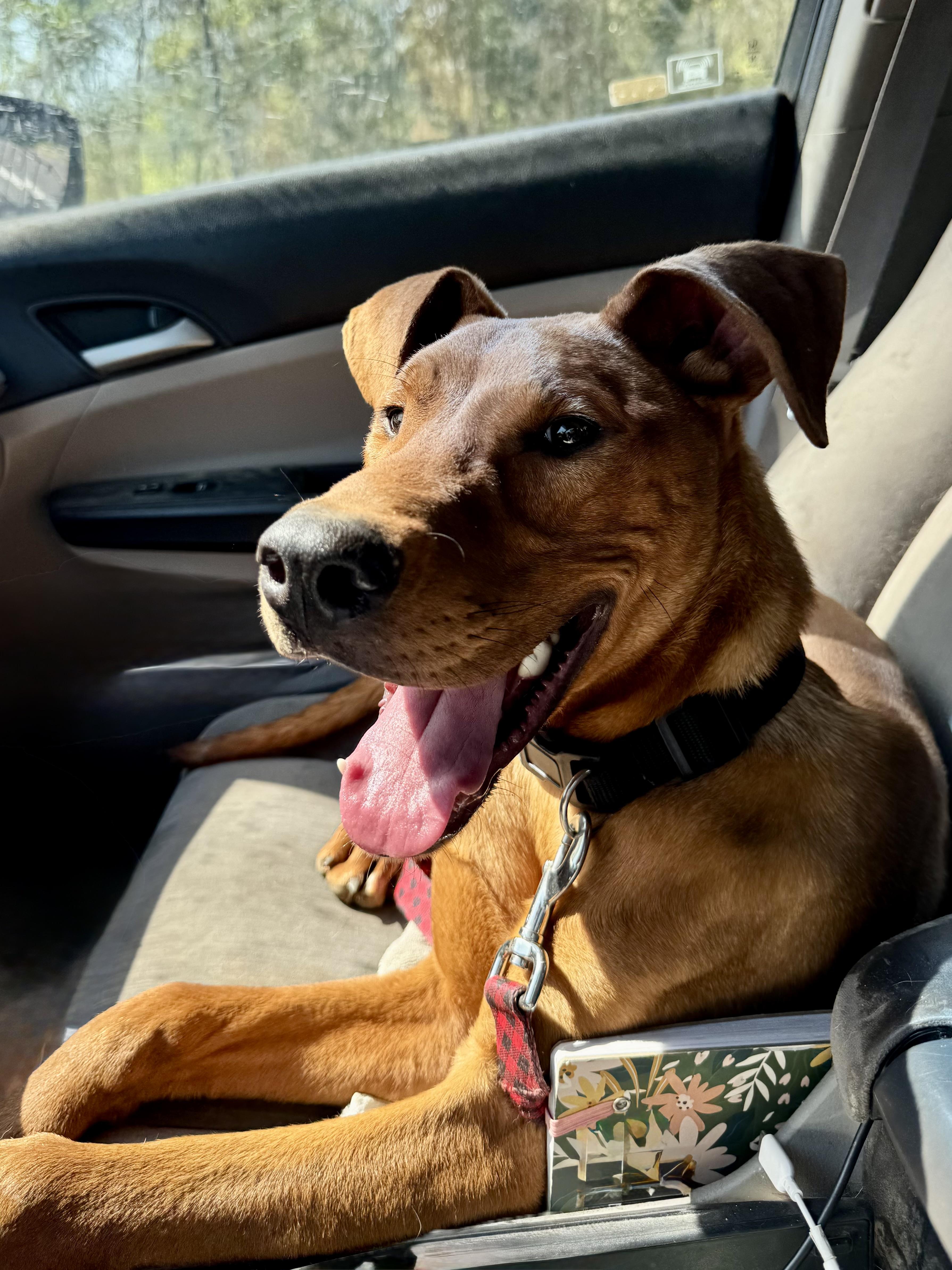 Enlarge Barron, a ADOPTABLE mixed breed in Scroggins, TX image 3/6