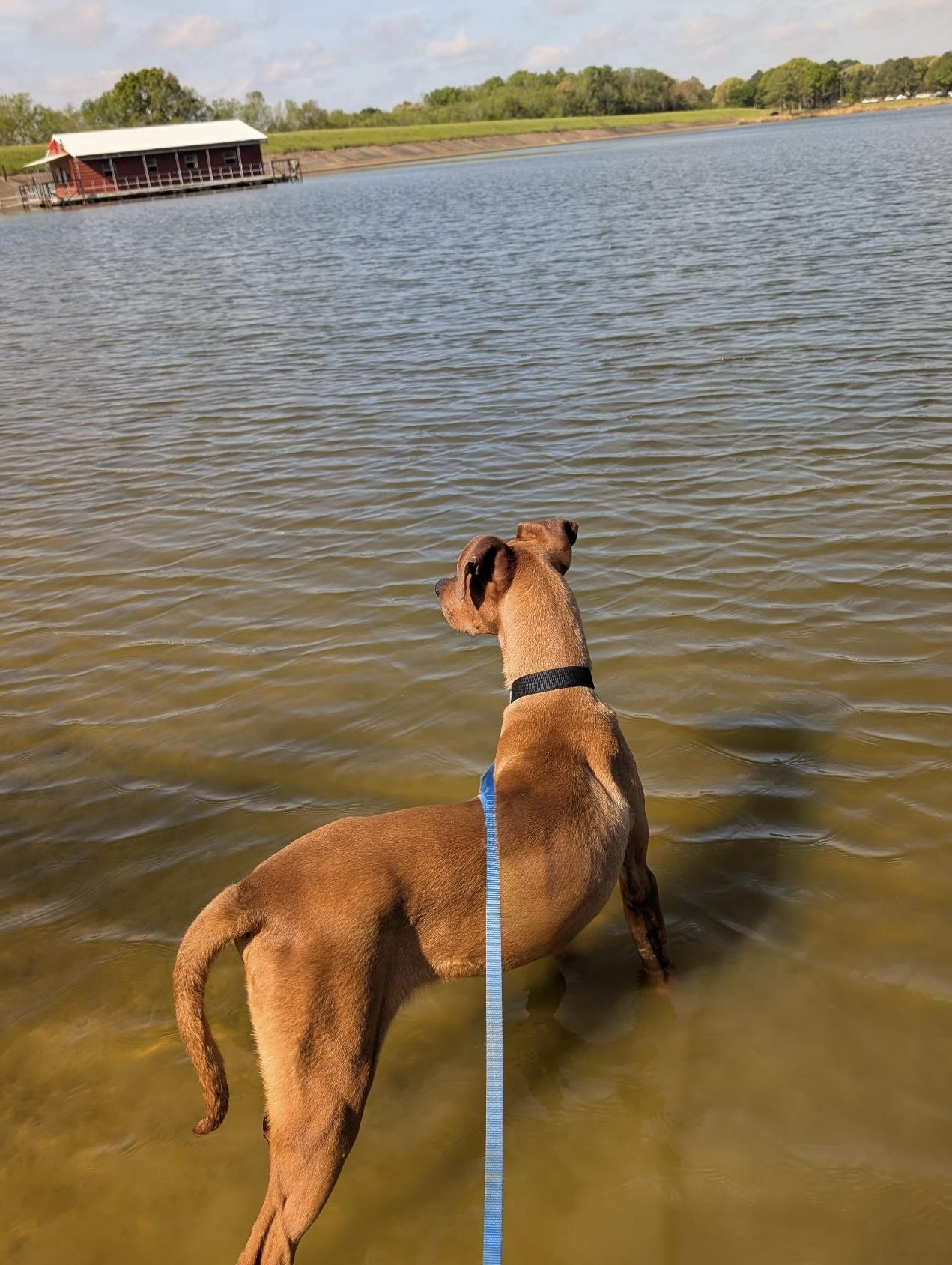 Enlarge Barron, a ADOPTABLE mixed breed in Scroggins, TX image 5/6