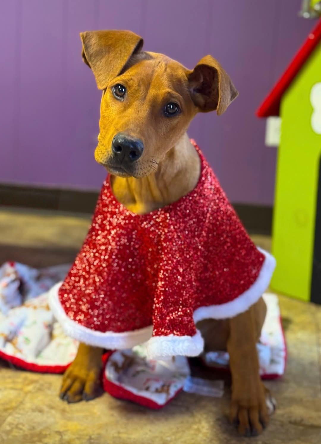 Enlarge Barron, a ADOPTABLE mixed breed in Scroggins, TX image 6/6