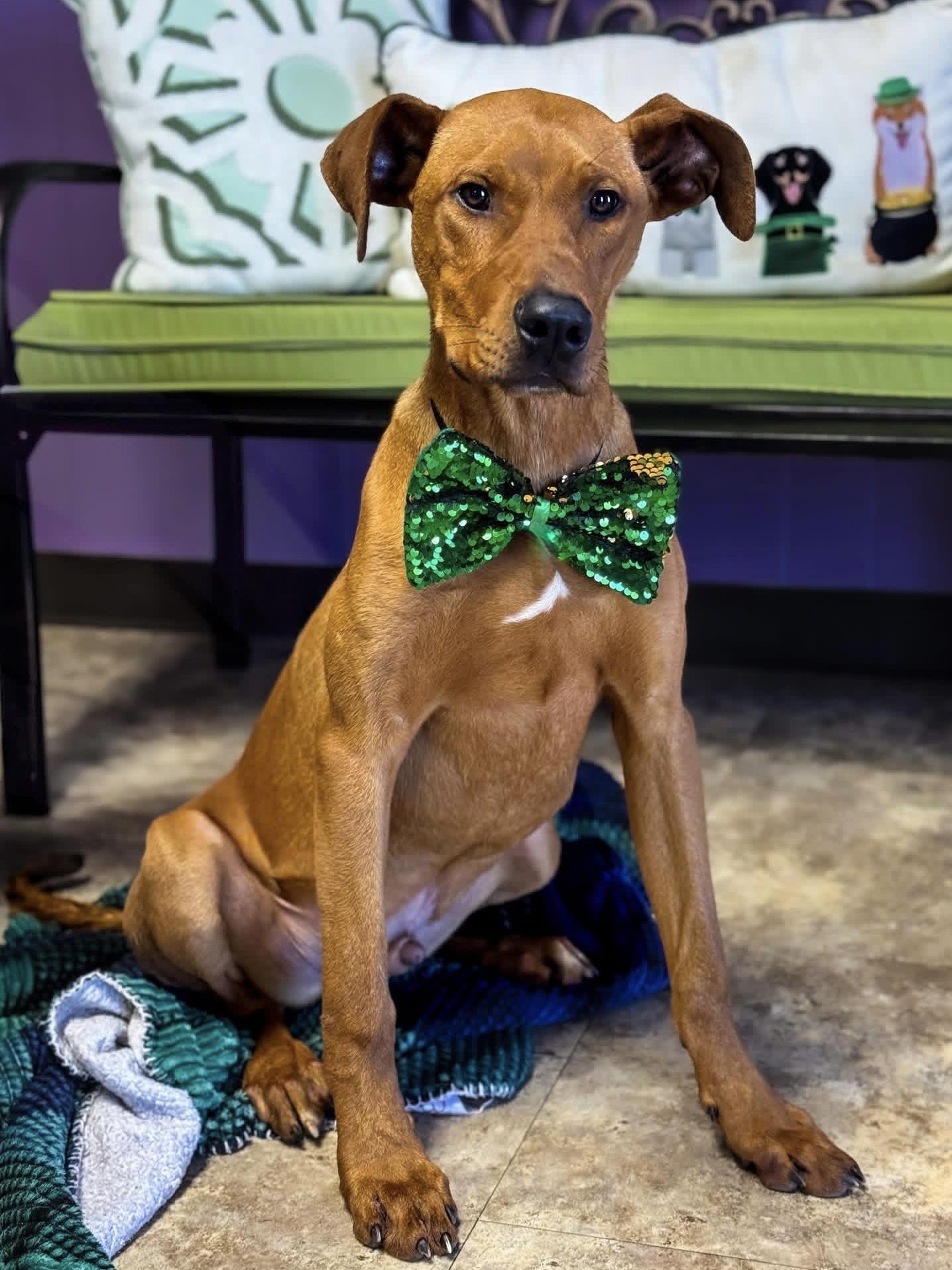 Enlarge Barron, a ADOPTABLE mixed breed in Scroggins, TX image 1/6