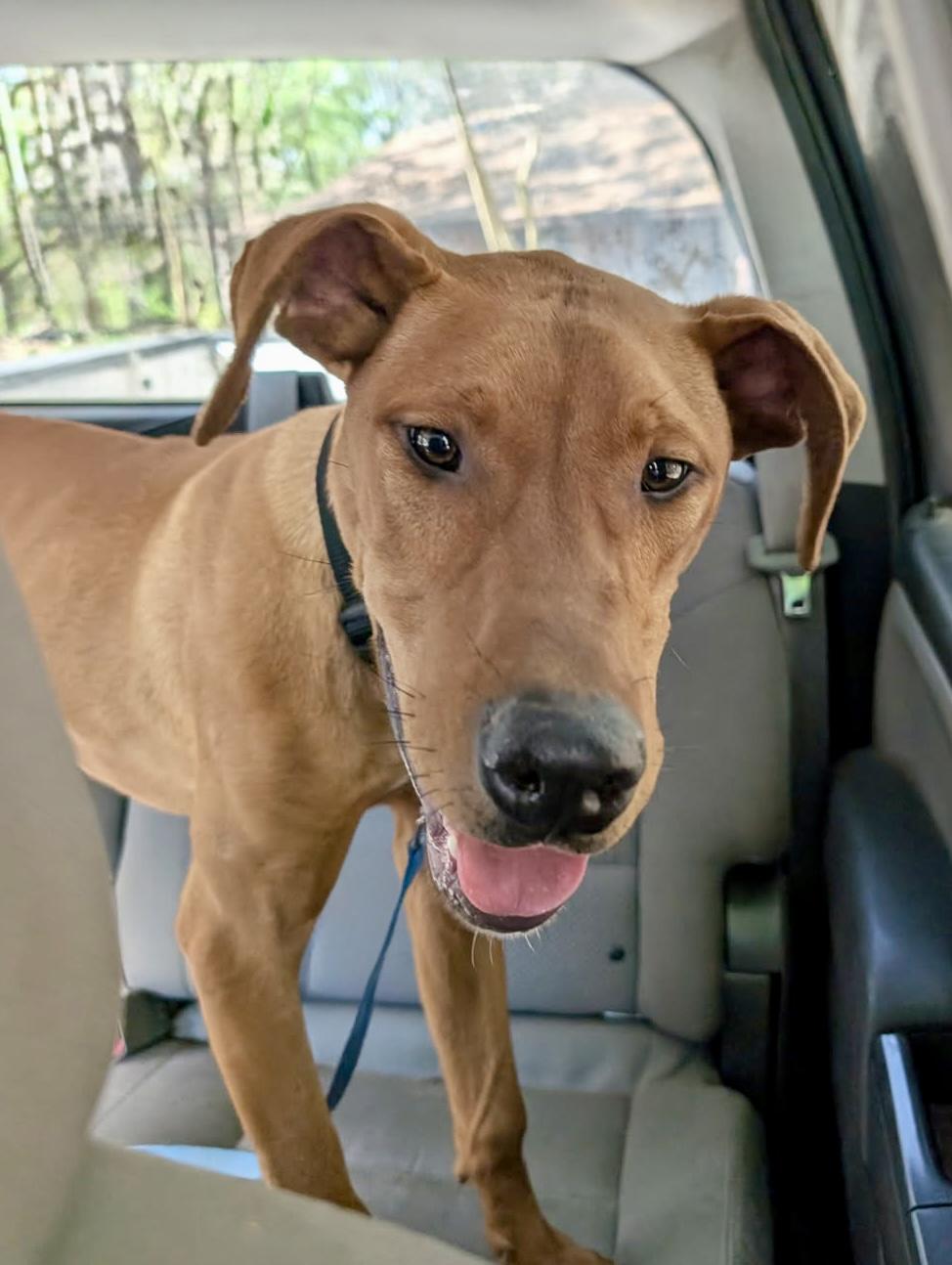 Enlarge Barron, a ADOPTABLE mixed breed in Scroggins, TX image 2/6