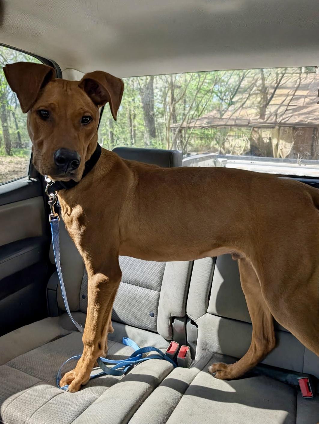 Enlarge Barron, a ADOPTABLE mixed breed in Scroggins, TX image 4/6