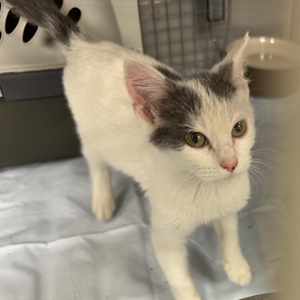 Tree, Adoptable, Kitten Female Domestic Short Hair & Domestic Short Hair.