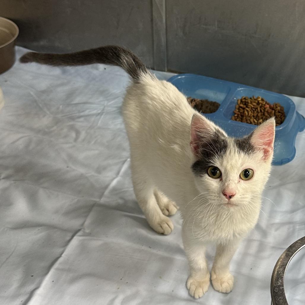 Enlarge Tree, a Adoptable mixed breed in Morganfield, KY image 2/3