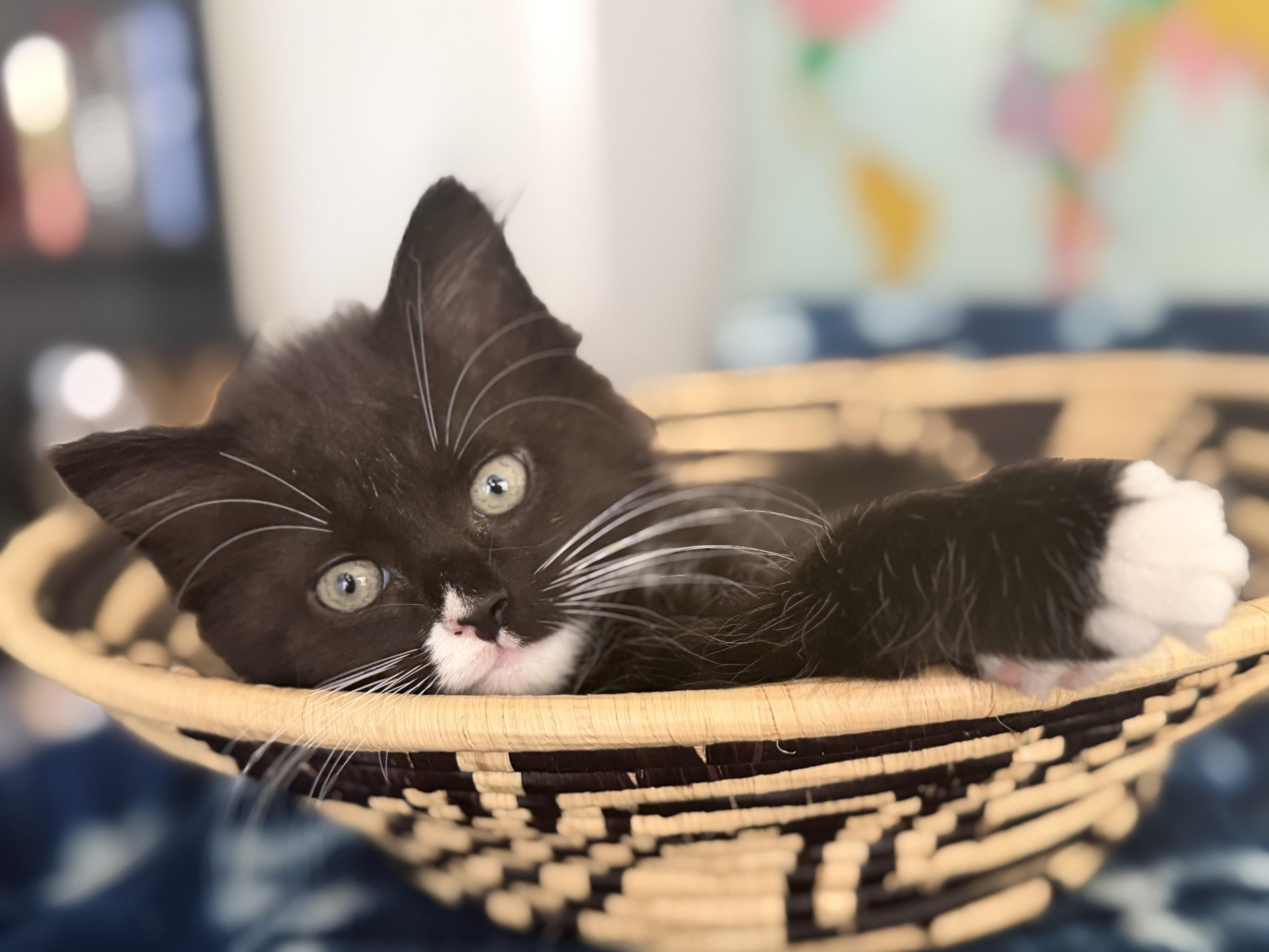 Timber, Codsworth, and siblings, a ADOPTABLE Domestic Short Hair in Leesburg, VA image 3/5