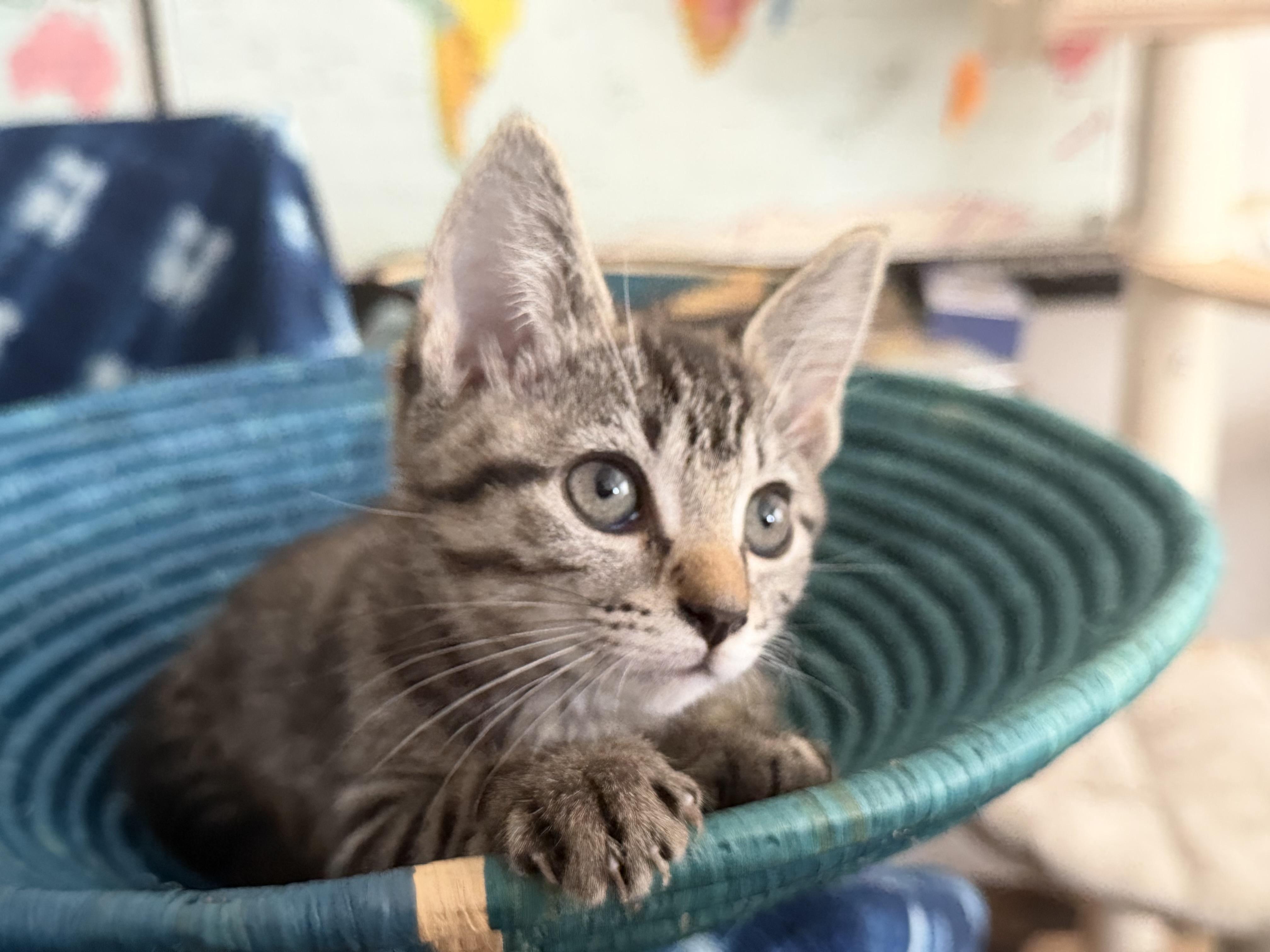 Timber, Codsworth, and siblings, a ADOPTABLE Domestic Short Hair in Leesburg, VA image 4/5