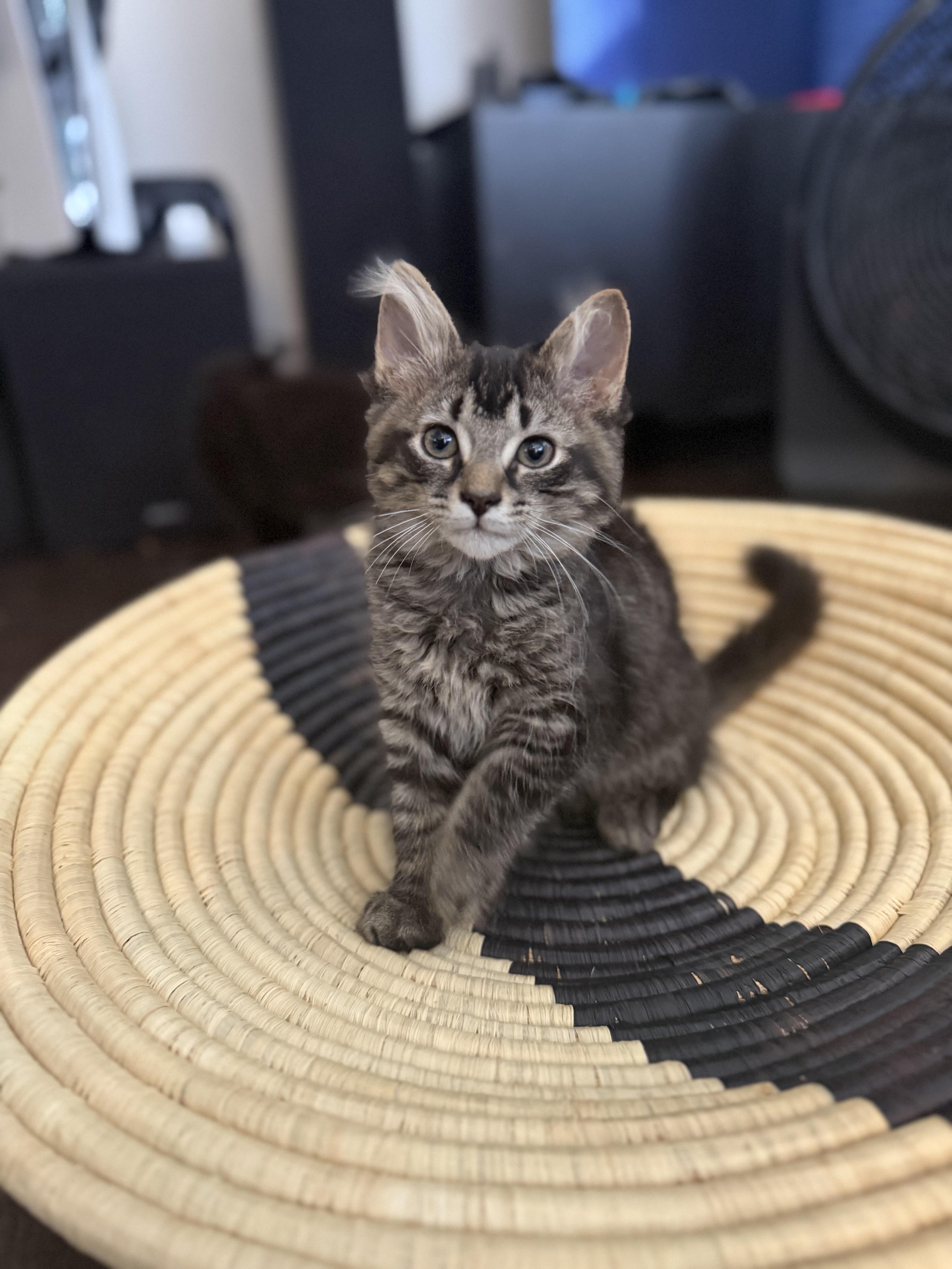 Ash and Junipurr, a ADOPTABLE Domestic Short Hair in Leesburg, VA image 2/2