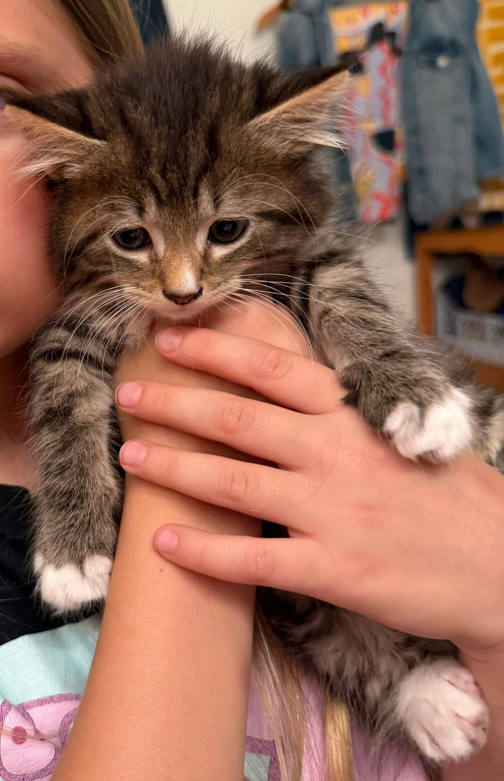 Timber, Codsworth, and siblings, a ADOPTABLE Domestic Short Hair in Leesburg, VA image 1/5