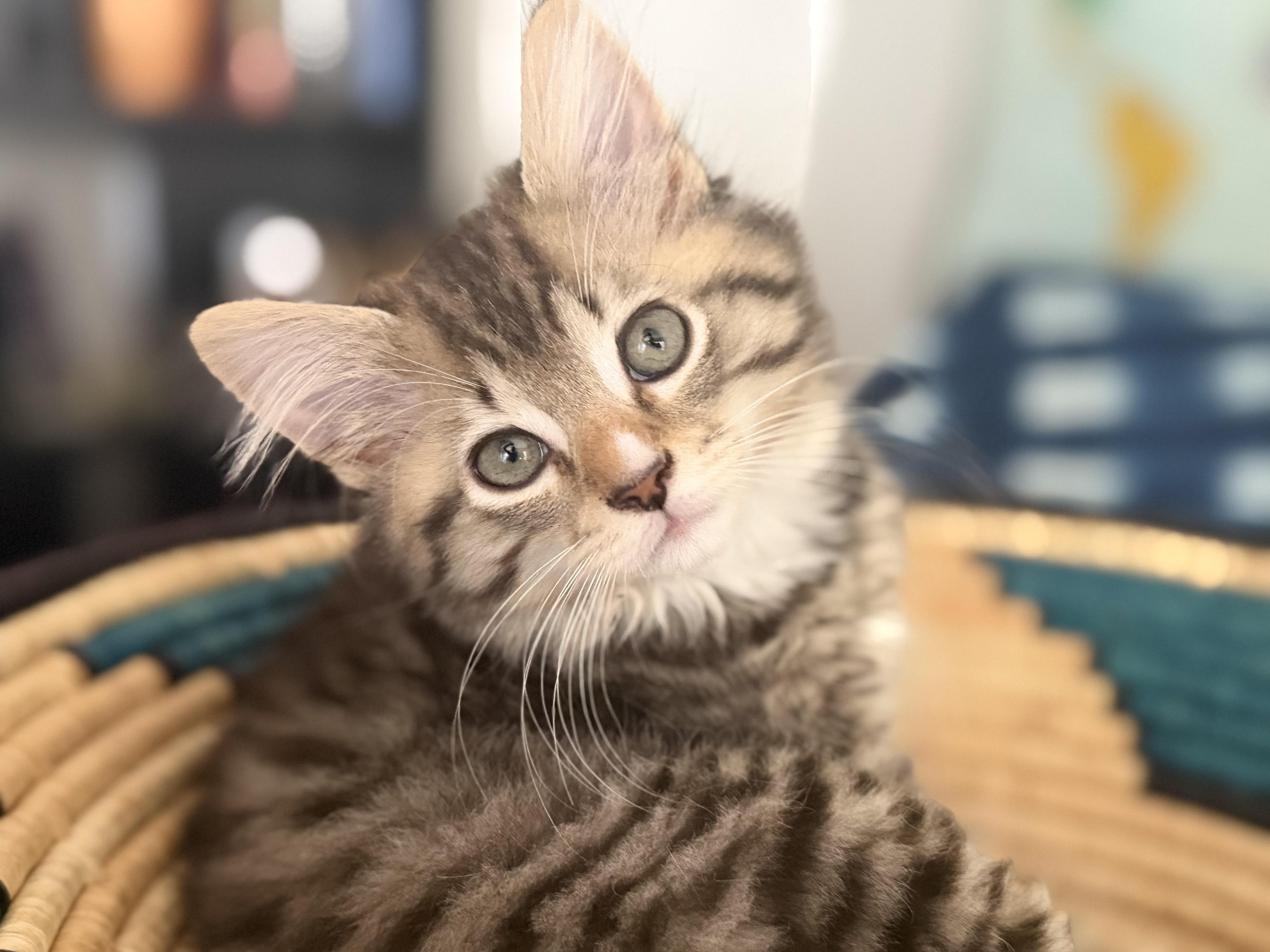 Timber, Codsworth, and siblings, a ADOPTABLE Domestic Short Hair in Leesburg, VA image 5/5