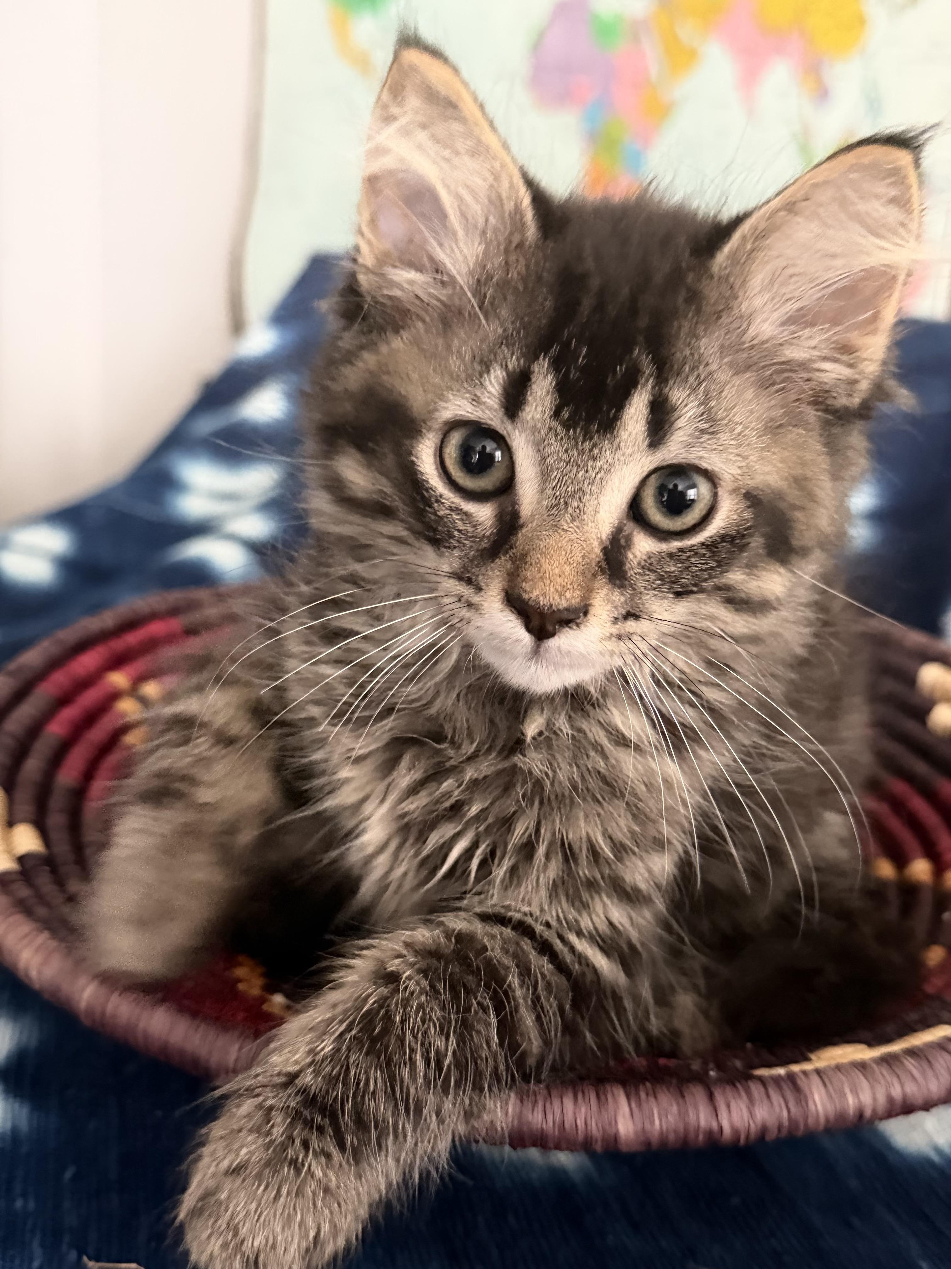 Timber, Codsworth, and siblings, a ADOPTABLE Domestic Short Hair in Leesburg, VA image 2/5