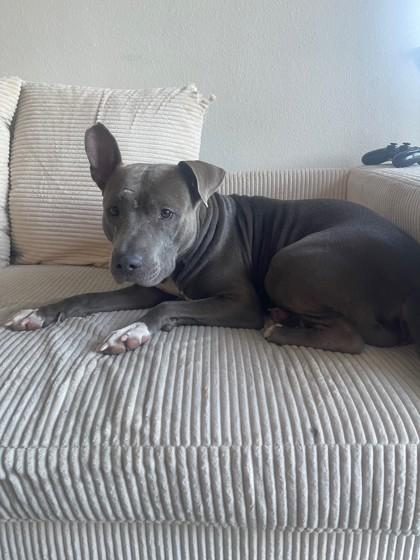 Athena, Adoptable, Adult Female Pit Bull Terrier & Mixed Breed.