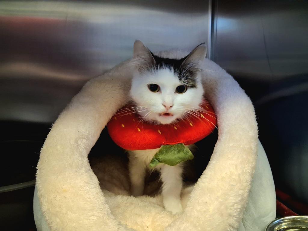 SASSY, Adoptable, Young Female American Shorthair.