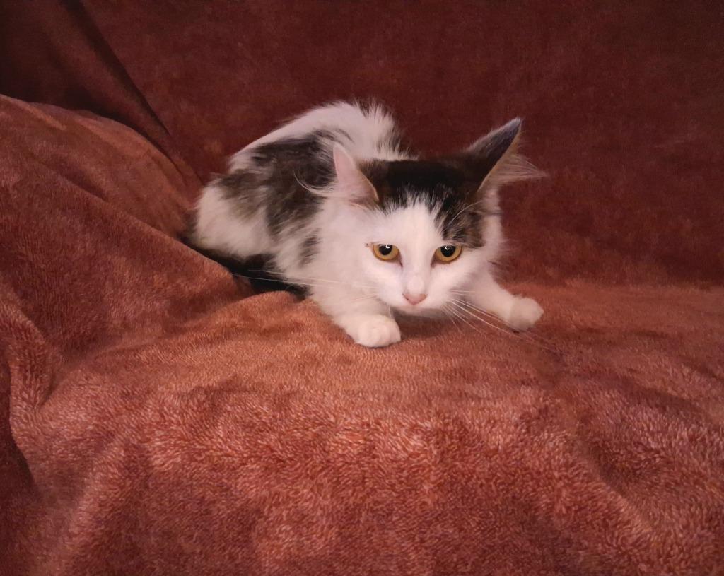 SASSY, a Adoptable American Shorthair in Wintersville, OH image 2/4