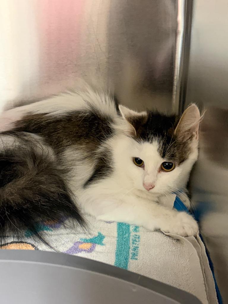 SASSY, a Adoptable American Shorthair in Wintersville, OH image 3/4