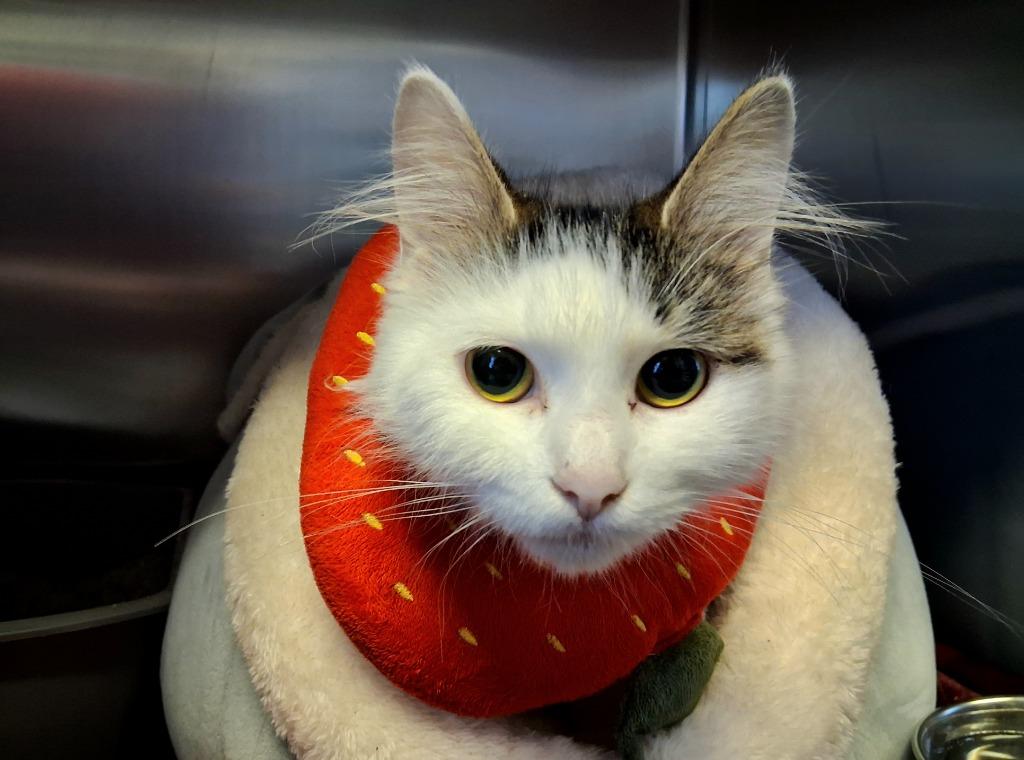 SASSY, a Adoptable American Shorthair in Wintersville, OH image 4/4