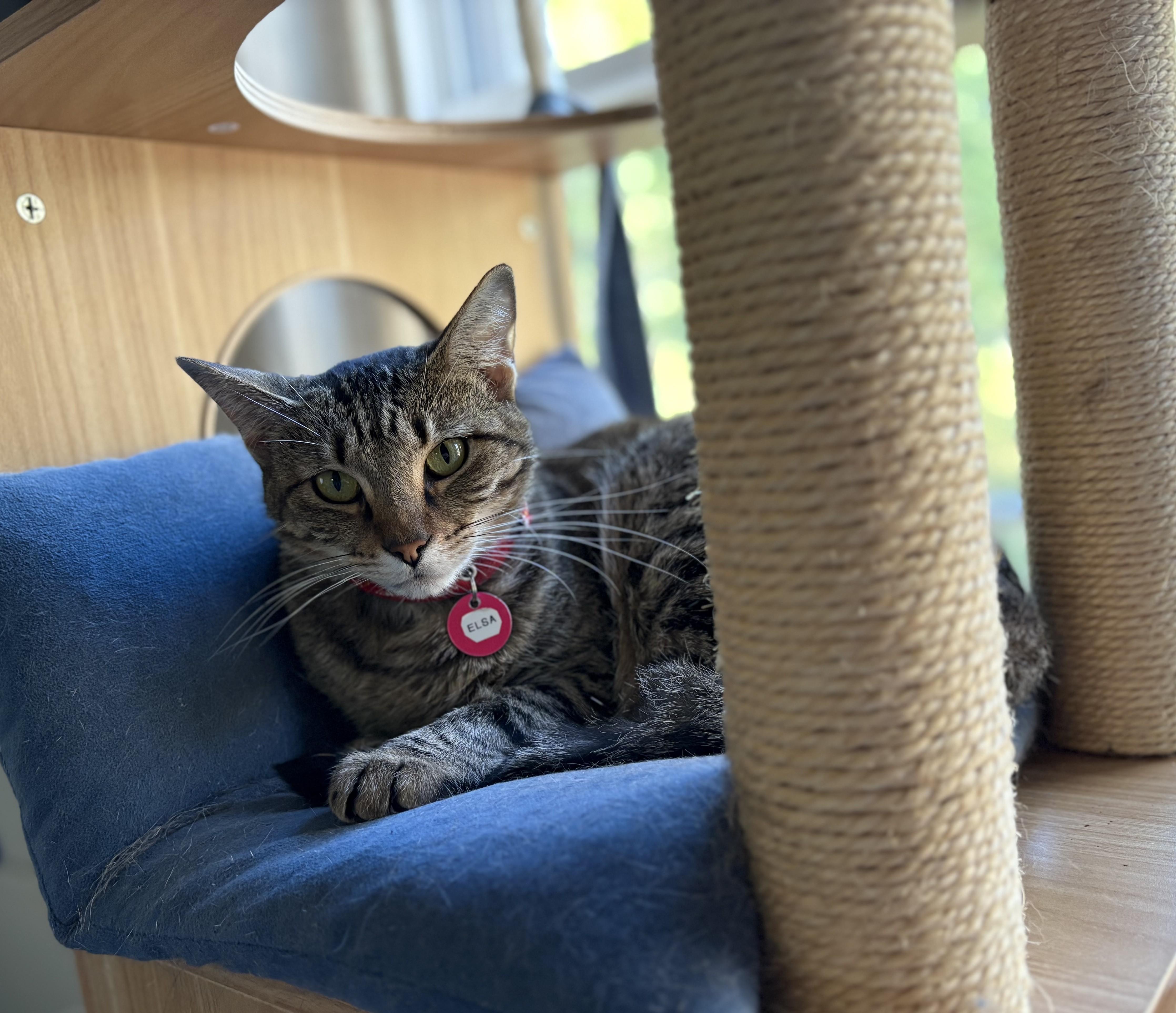 Elsa, a Adoptable American Shorthair in Hot Springs, AR image 1/4