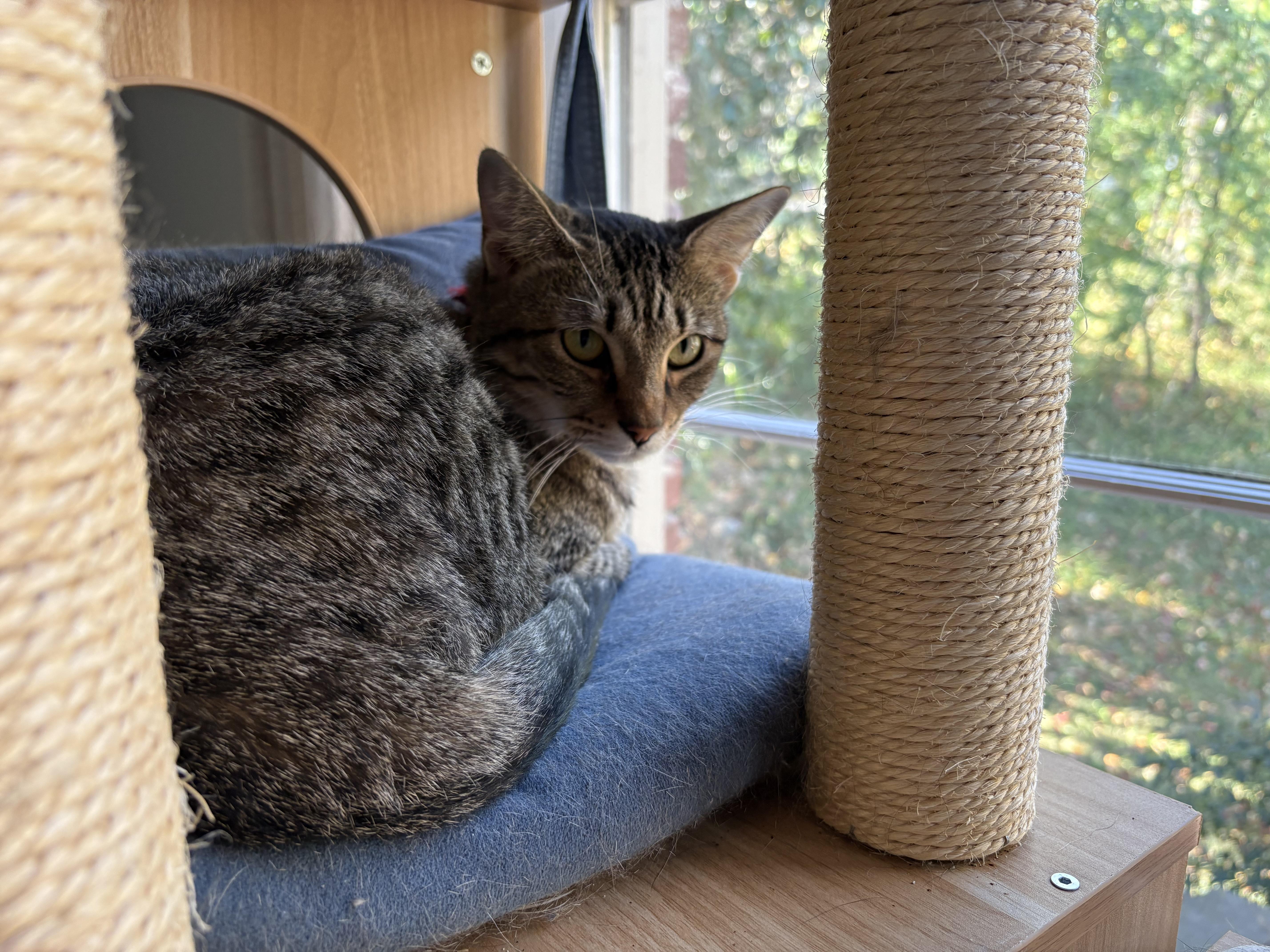 Elsa, a Adoptable American Shorthair in Hot Springs, AR image 2/4