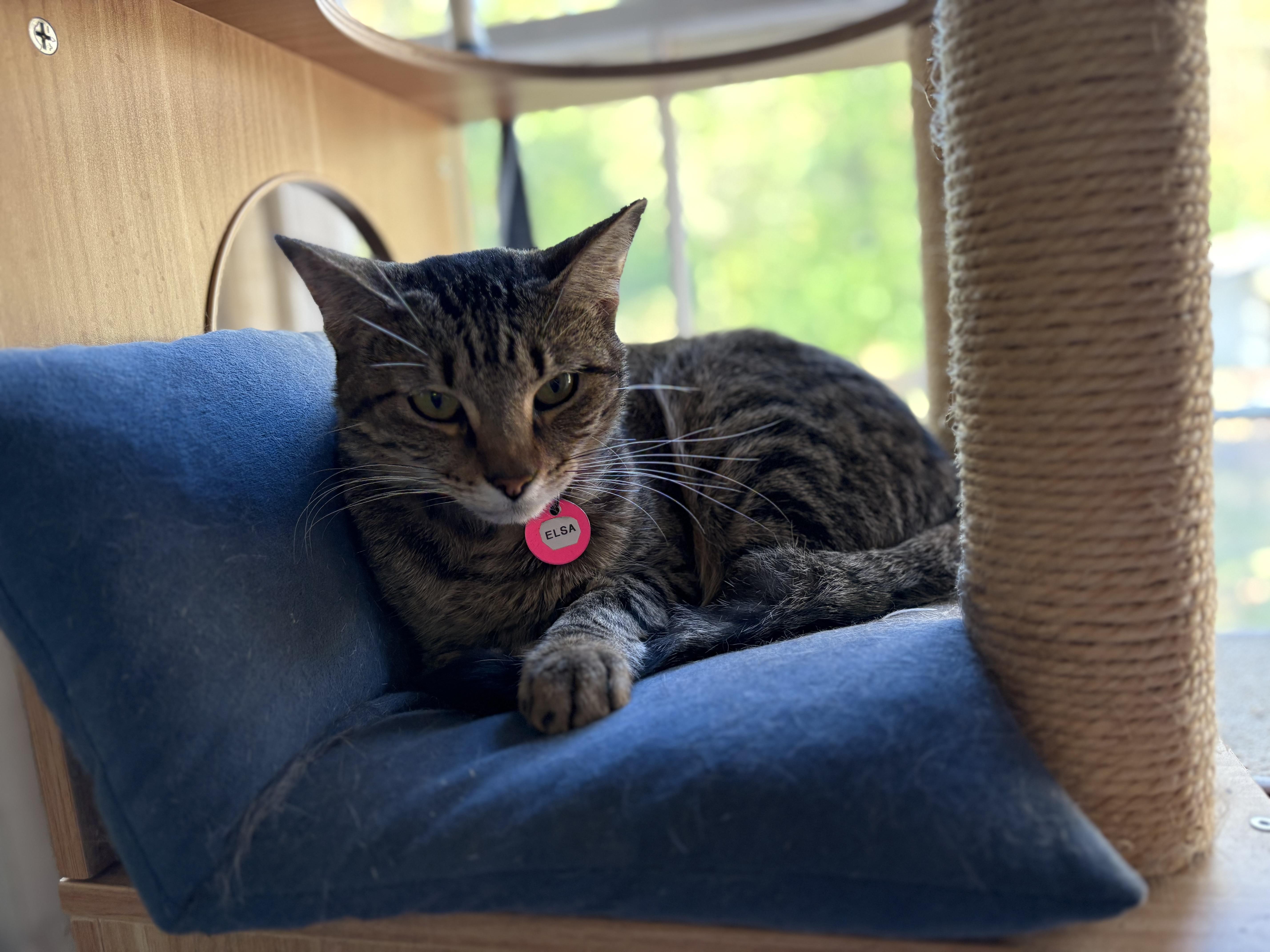 Elsa, a Adoptable American Shorthair in Hot Springs, AR image 3/4