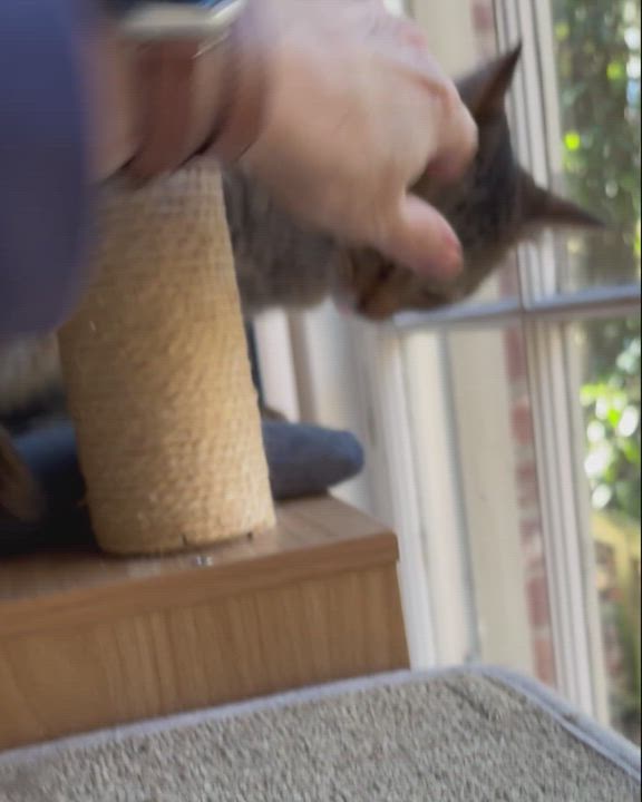 Enlarge Elsa, a Adoptable American Shorthair in Hot Springs, AR video 4/4