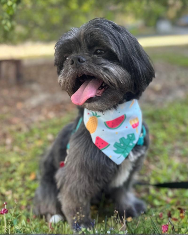 Enlarge Cliff, a Adoptable mixed breed in Orlando, FL image 1/6
