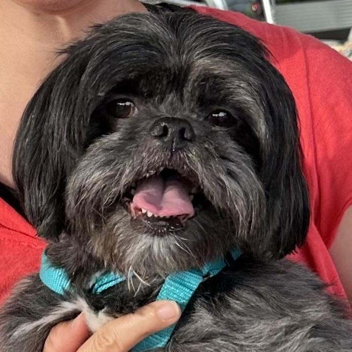 Enlarge Cliff, a Adoptable mixed breed in Orlando, FL image 2/6