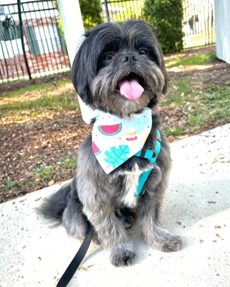 Enlarge Cliff, a Adoptable mixed breed in Orlando, FL image 3/6