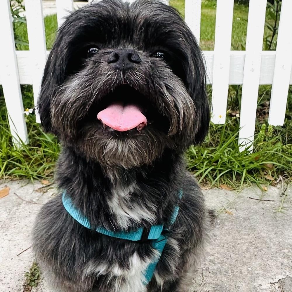 Enlarge Cliff, a Adoptable mixed breed in Orlando, FL image 4/6