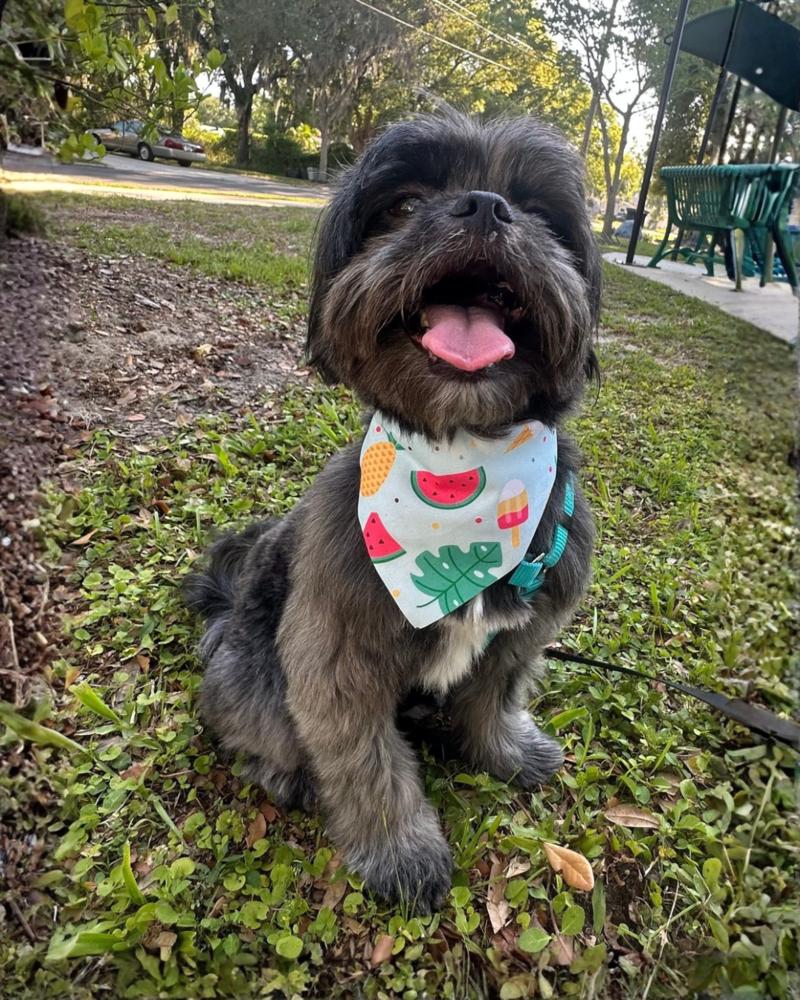 Enlarge Cliff, a Adoptable mixed breed in Orlando, FL image 5/6