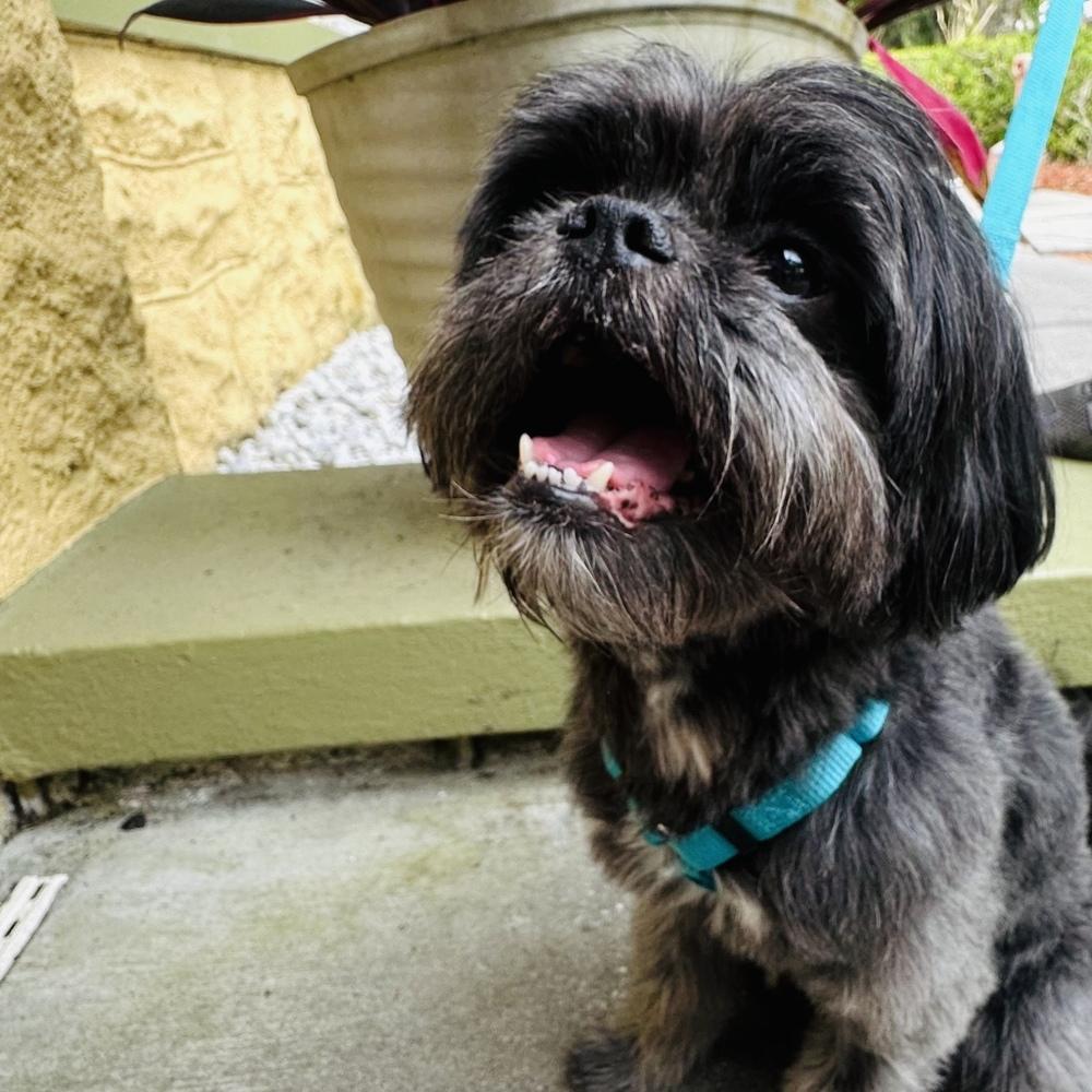 Enlarge Cliff, a Adoptable mixed breed in Orlando, FL image 6/6