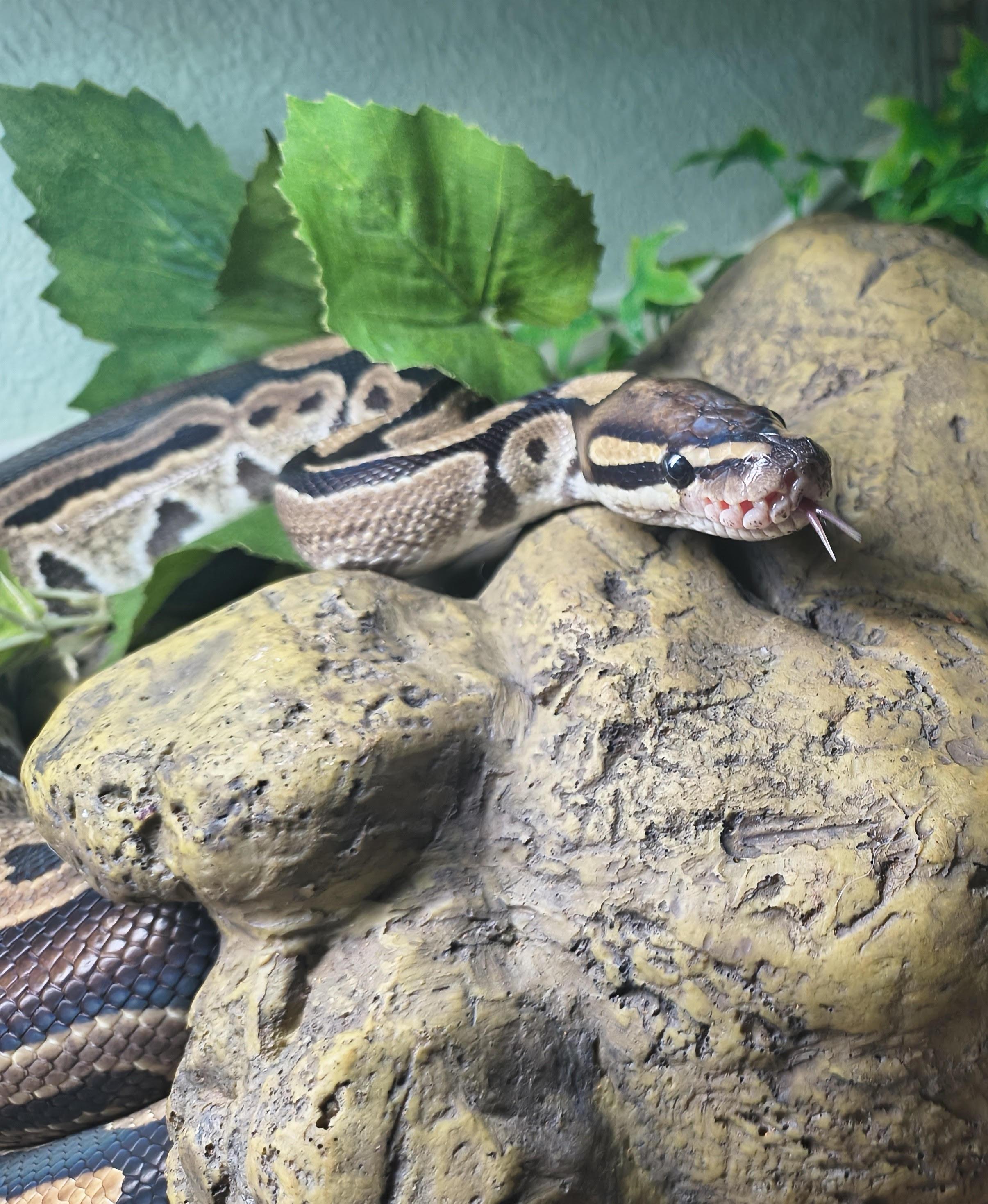 Matilda, Ball Python, ADOPTABLE, Adult Female Ball Python.