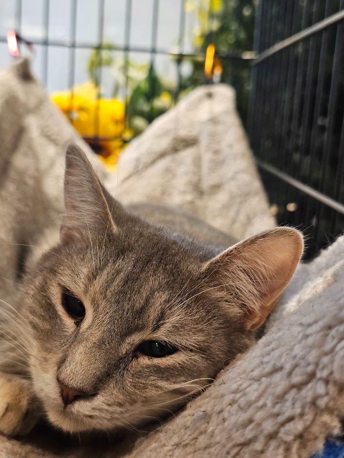 Enlarge Christina aka Cady, a Adoptable mixed breed in Clearwater, MN image 1/6