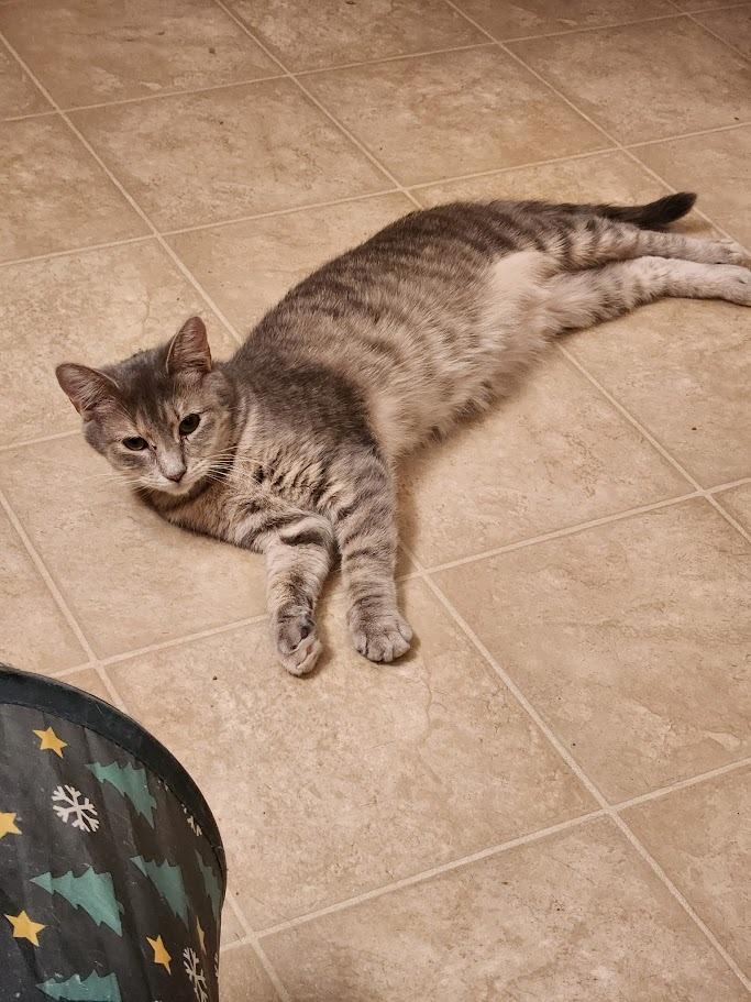 Enlarge Christina aka Cady, a Adoptable mixed breed in Clearwater, MN image 1/6