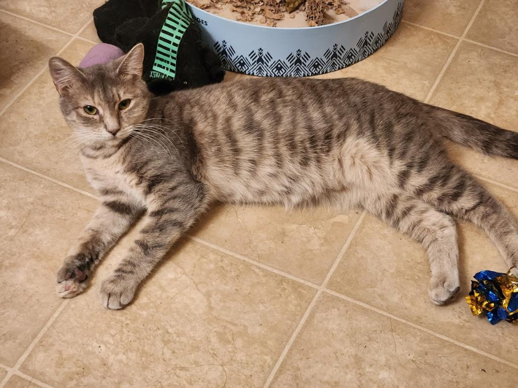 Enlarge Christina aka Cady, a Adoptable mixed breed in Clearwater, MN image 2/6