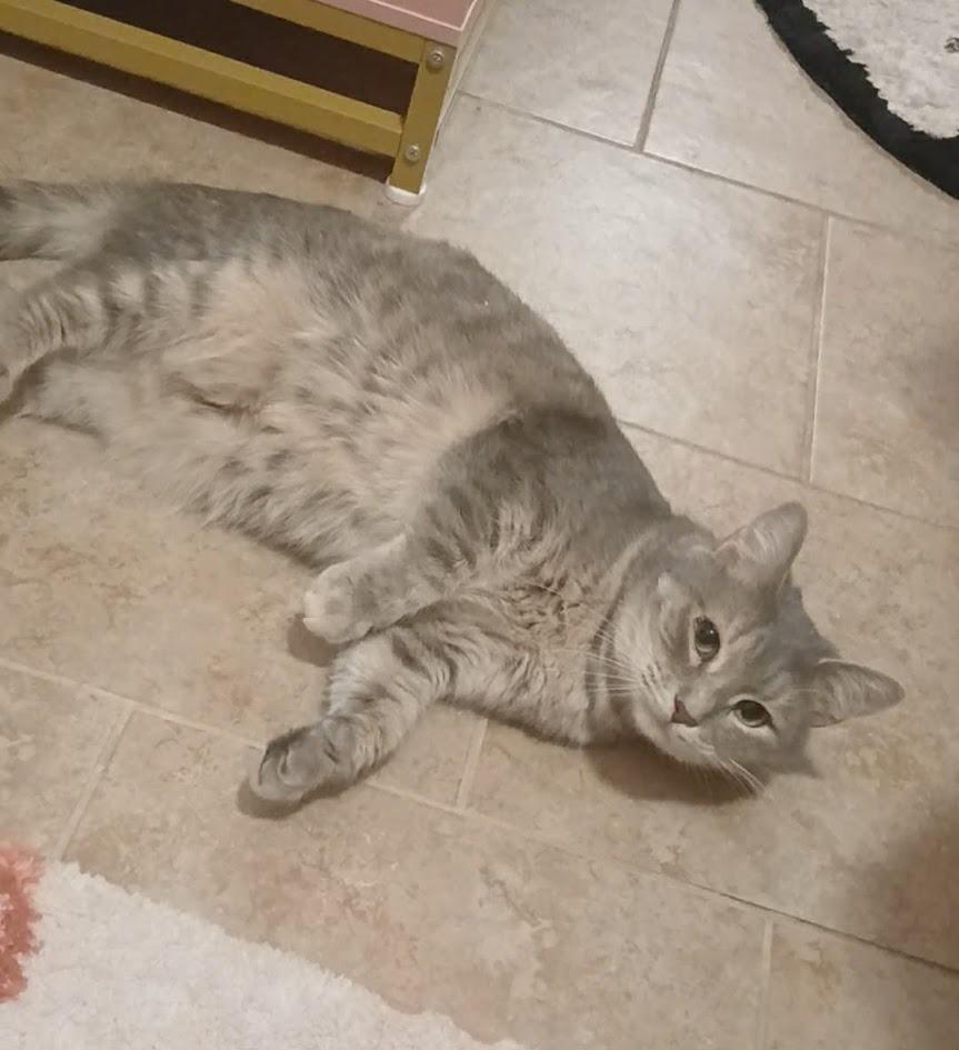 Enlarge Christina aka Cady, a Adoptable mixed breed in Clearwater, MN image 3/6