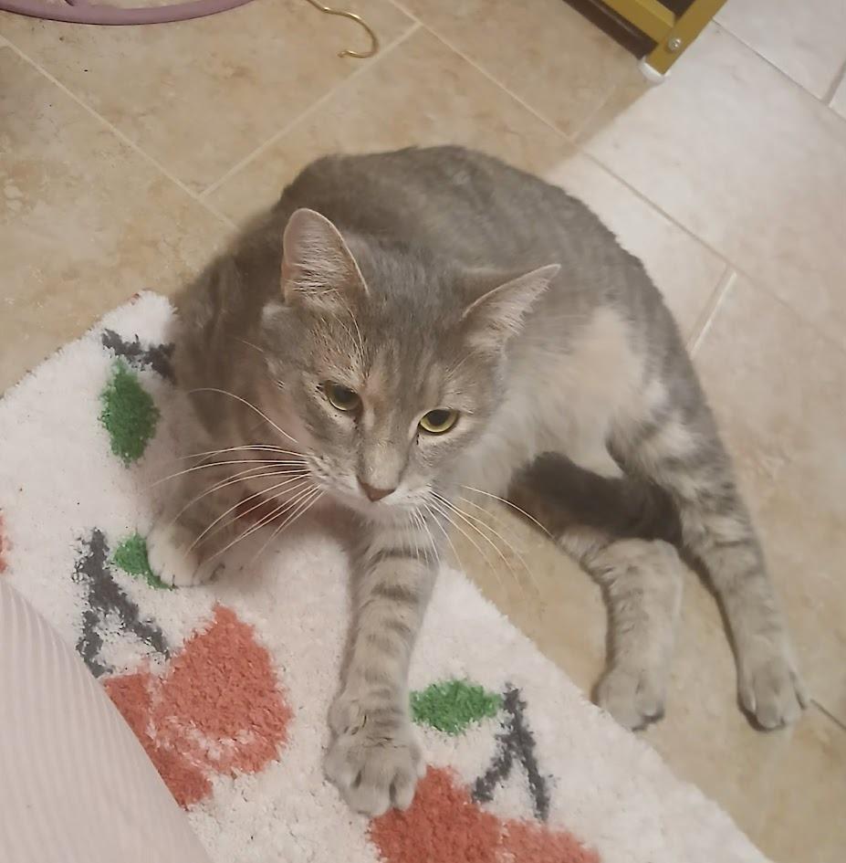 Enlarge Christina aka Cady, a Adoptable mixed breed in Clearwater, MN image 4/6