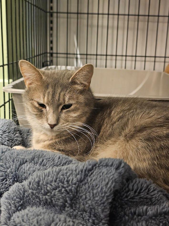 Enlarge Christina aka Cady, a Adoptable mixed breed in Clearwater, MN image 4/6