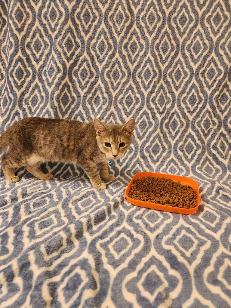 Christina aka Cady, Young Female Domestic Short Hair