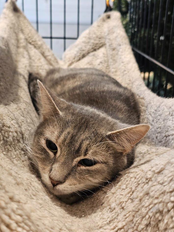 Enlarge Christina aka Cady, a Adoptable mixed breed in Clearwater, MN image 6/6