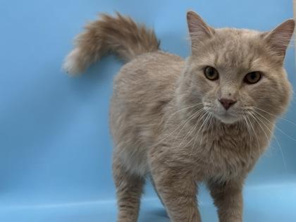 Slushie, a Adoptable mixed breed in Woodbury, MN image 1/2