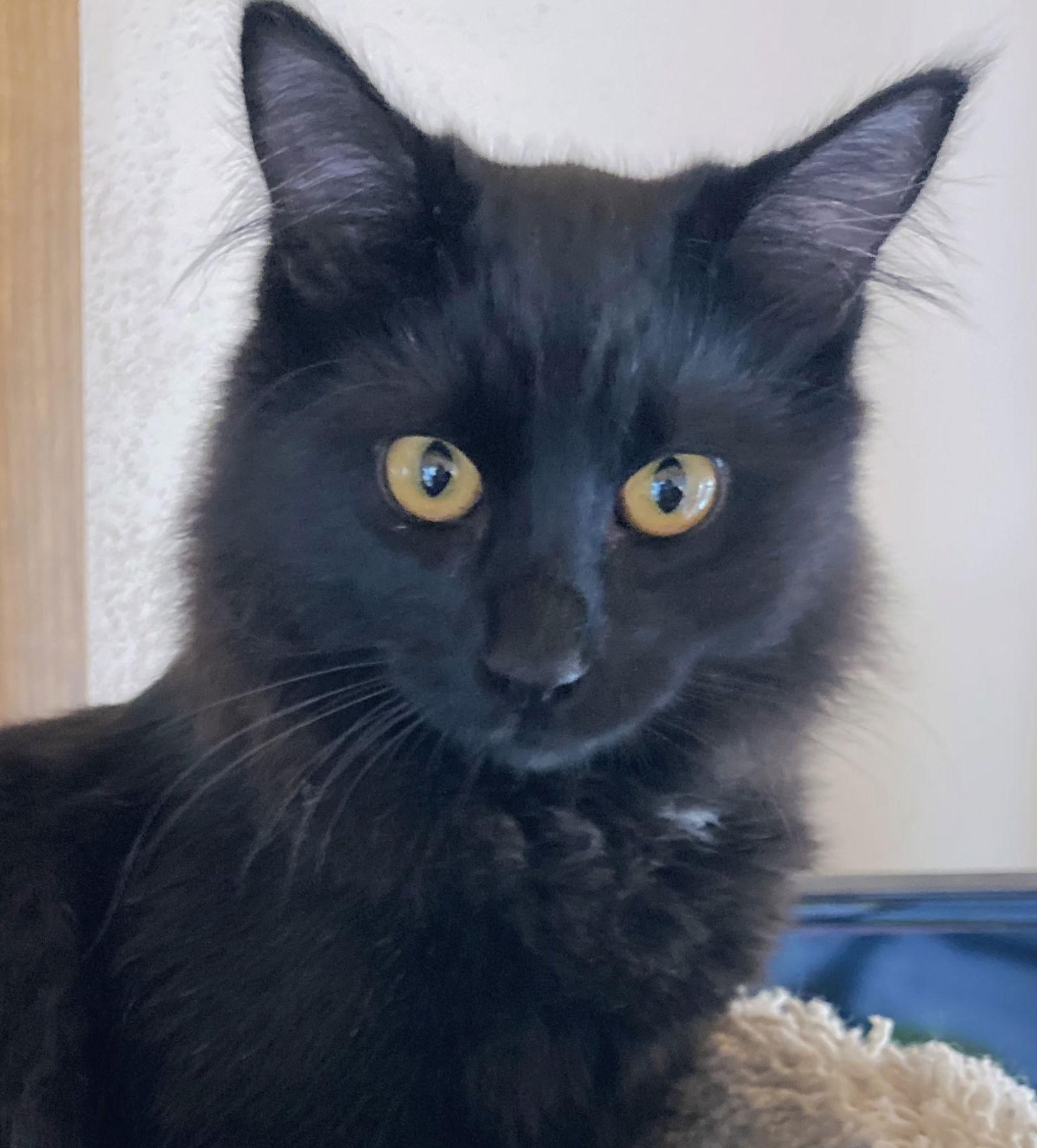 Oron & Tabitha, Adoptable, Young Female Domestic Long Hair.