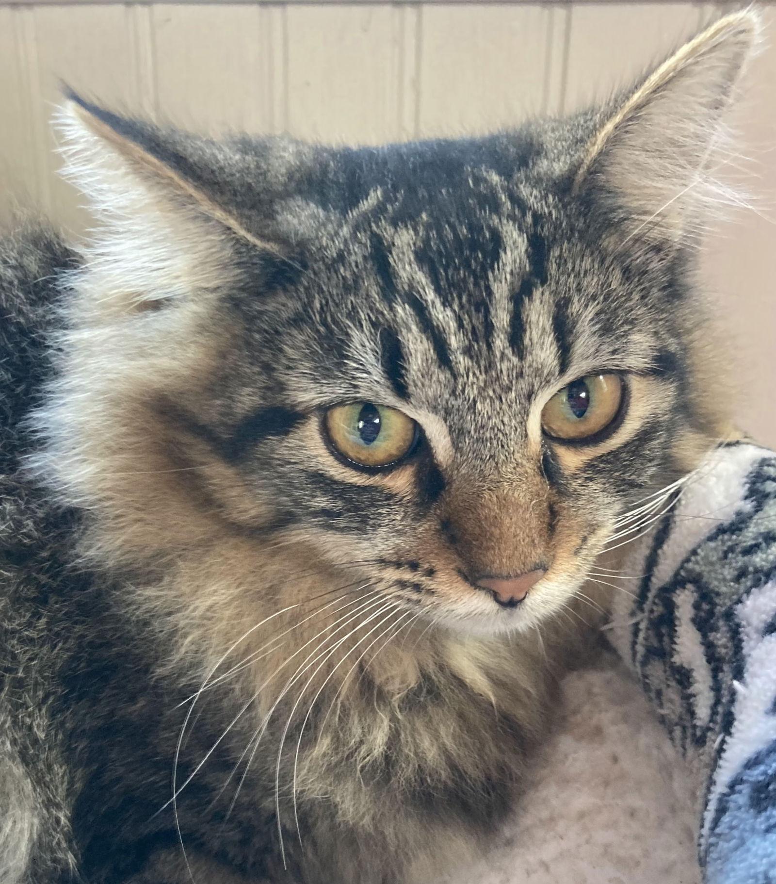 Enlarge Oron & Tabitha - Lonhaired Beauties, a Adoptable mixed breed in San Luis Obispo, CA image 1/2