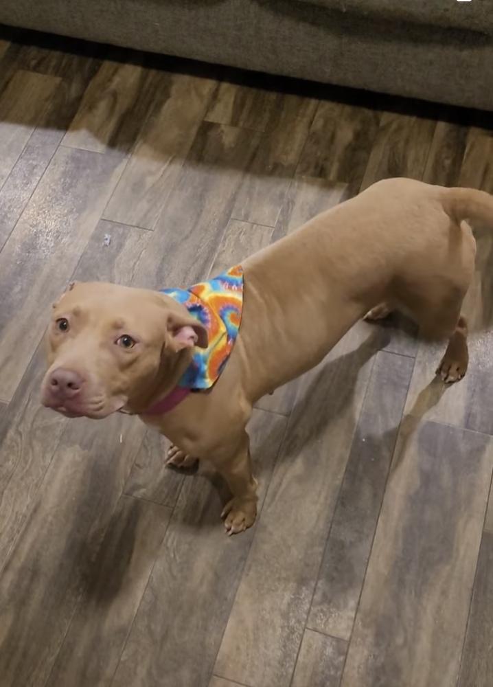 Enlarge Polly, a Adopted mixed breed in Sanger, TX image 1/6