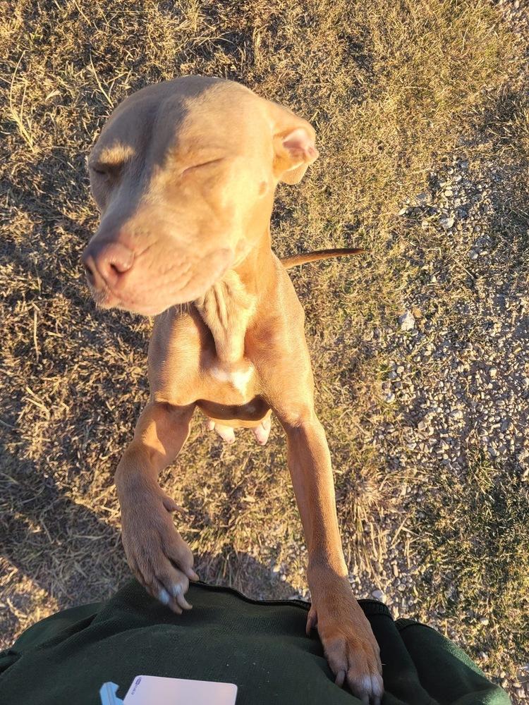 Enlarge Polly, a Adopted mixed breed in Sanger, TX image 2/6