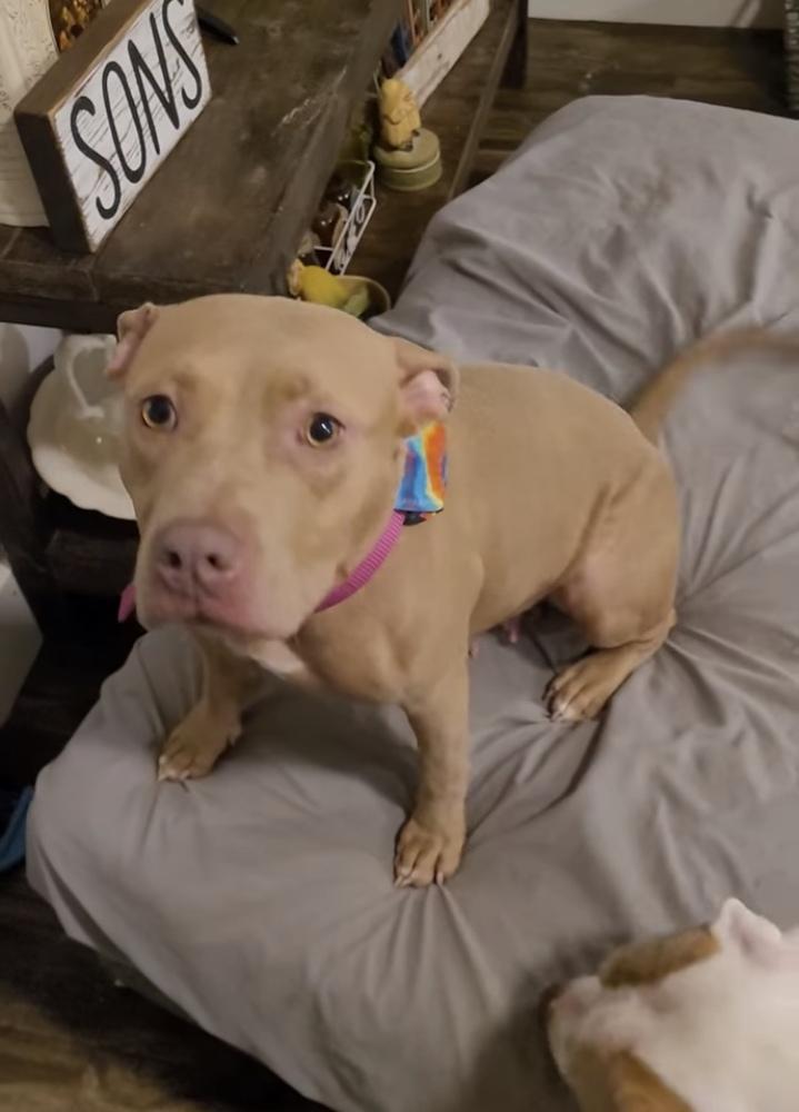 Enlarge Polly, a Adopted mixed breed in Sanger, TX image 3/6