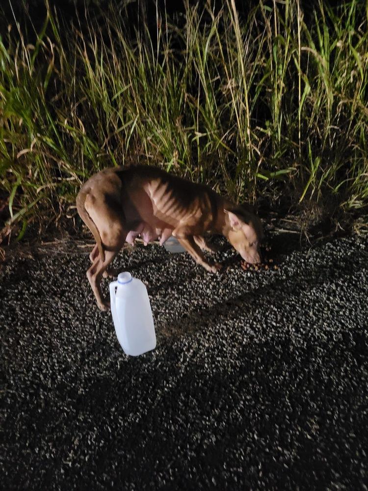 Enlarge Polly, a Adopted mixed breed in Sanger, TX image 4/6