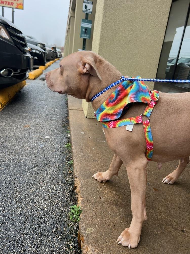 Enlarge Polly, a Adopted mixed breed in Sanger, TX image 5/6