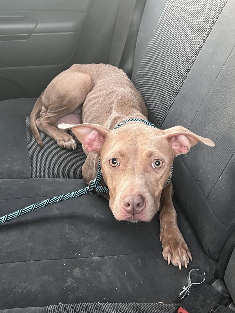 Enlarge Polly, a Adopted mixed breed in Sanger, TX image 6/6