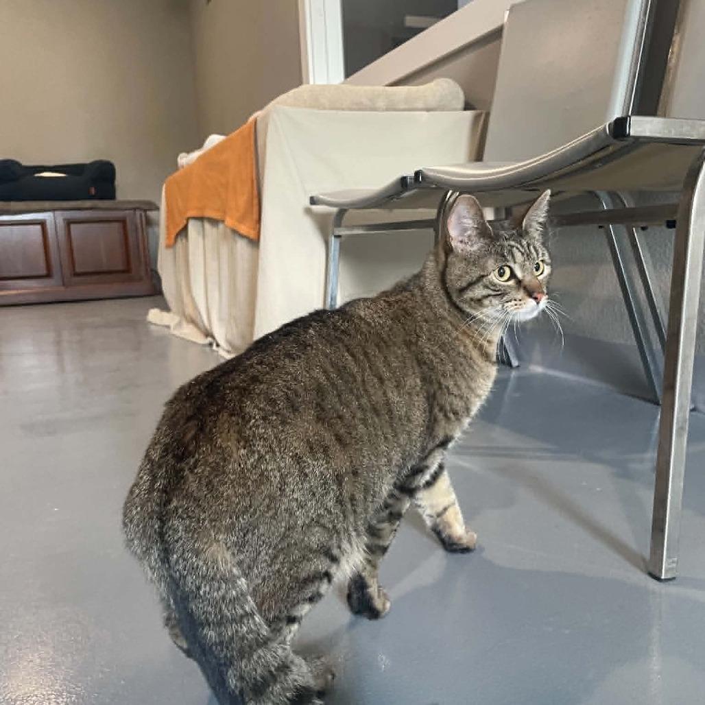 Gray Daisy, a Adoptable Domestic Short Hair in CHANUTE, KS image 1/2