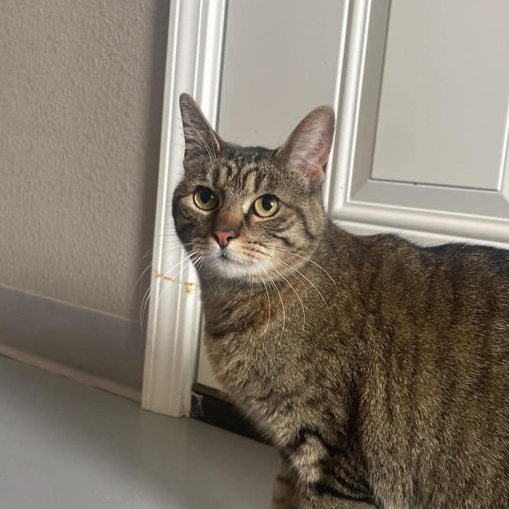 Gray Daisy, a Adoptable Domestic Short Hair in CHANUTE, KS image 2/2