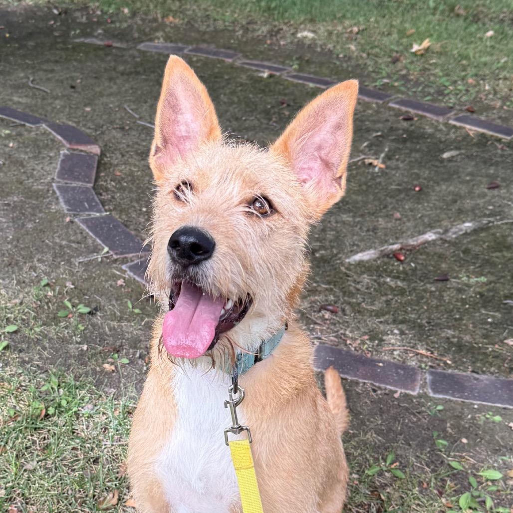 Stoki, Adoptable, Young Female Terrier & Mixed Breed.